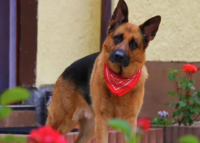 In Ski Area In With Sauna Leogang